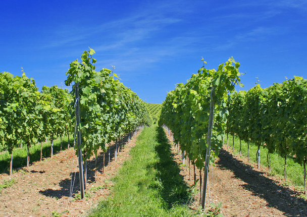 vineyards at lake constance - Foto, imagen