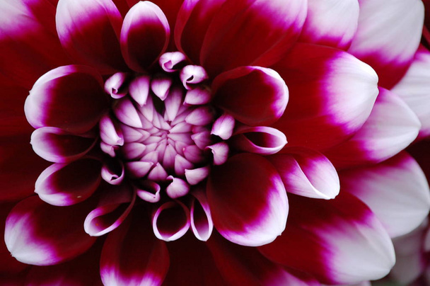 close-up view of beautiful blooming dahlia - Valokuva, kuva