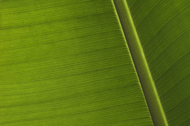 green tropical palm leaf background - Valokuva, kuva