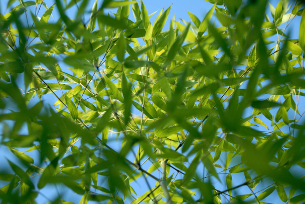 Bamboo forest trees, flora - Фото, зображення