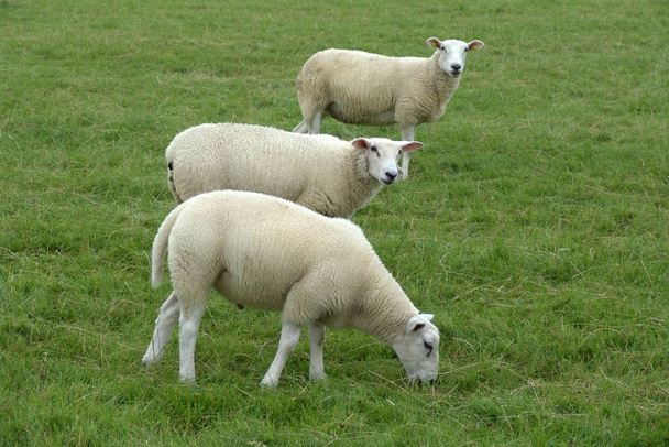 kotieläiminä pidettävät lampaat laitumella  - Valokuva, kuva
