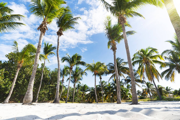 Palm Grove na praia do oceano. Palmeiras exuberantes subdimensionadas crescem em fileiras densas. Areia na base das árvores e em primeiro plano. Céu azul, nuvens. Frente ao mar
 - Foto, Imagem