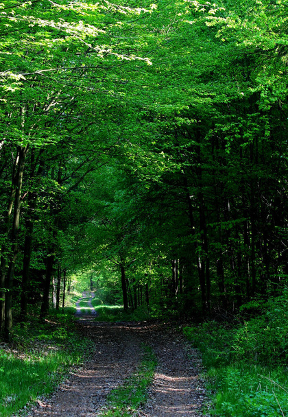 Hermoso paisaje del bosque
  - Foto, imagen