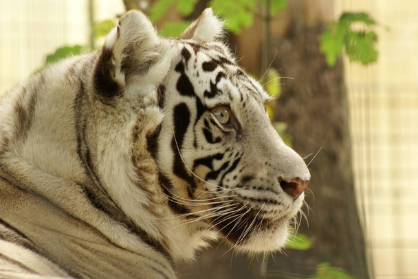 feline predator, wild tiger - Foto, Bild