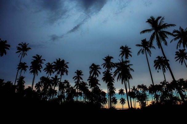 Kokosnoot boom bij zonsondergang. - Foto, afbeelding