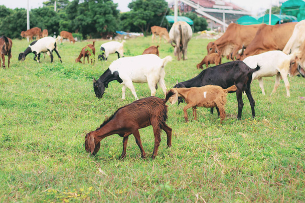Vidéki legelőkön tartott kecskék. - Fotó, kép