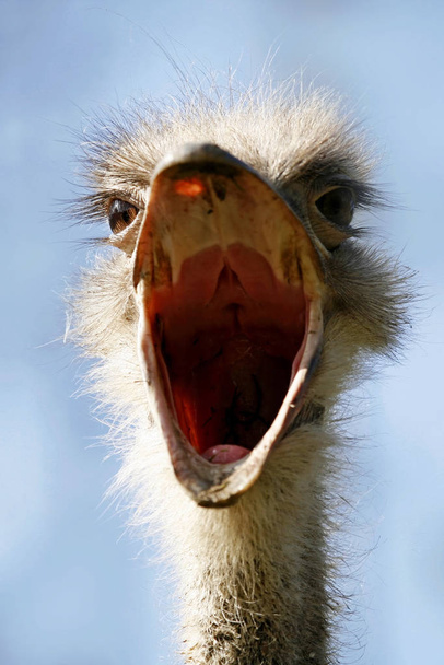 ostrich animal bird, wildlife  - Fotoğraf, Görsel