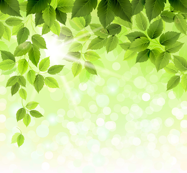 Summer branch with fresh green leaves - Vector, Image