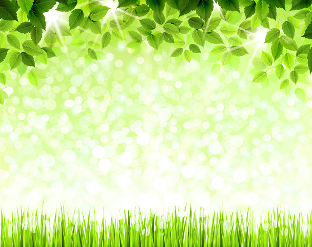 Summer branch with fresh green leaves above the glade - Vector, Image
