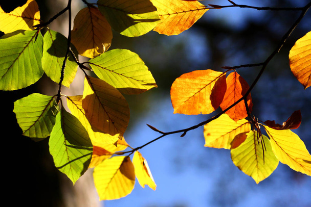 Beautiful colorful autumn foliage  - Фото, зображення