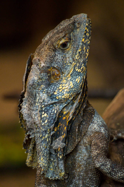 The frilled-necked lizard, Chlamydosaurus kingii - Photo, Image