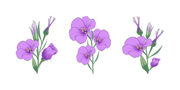 Branches of eustoma. Close-up. Set. Color images of eustoma branches. Design element. Vector image. - Vector, Imagen