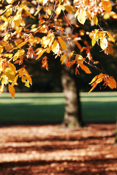 tree in autumnal park - Foto, imagen