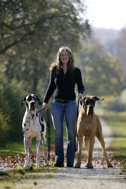 woman with 2 great danes - 写真・画像