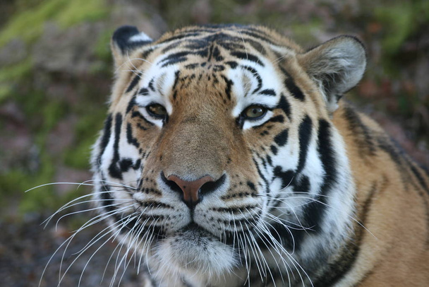 predator wildcat, striped tiger animal  - Fotó, kép