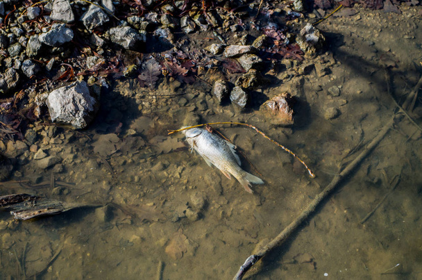 Um peixe morto
 - Foto, Imagem