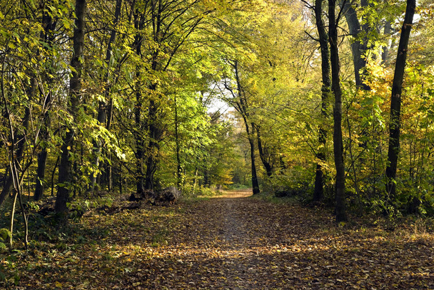 autumn in park - forest - Fotó, kép