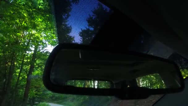 Παρατηρώντας τη φύση από το αυτοκίνητο σε πυκνό πράσινο δάσος. - Πλάνα, βίντεο
