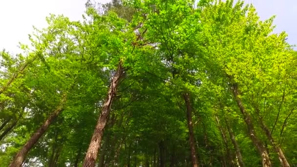 A fák koronái leveleikkel a napsütésben - Felvétel, videó