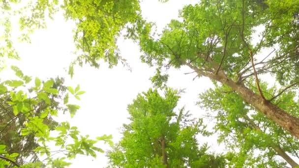 Kronen von Bäumen mit Blättern an sonnigen Tagen - Filmmaterial, Video