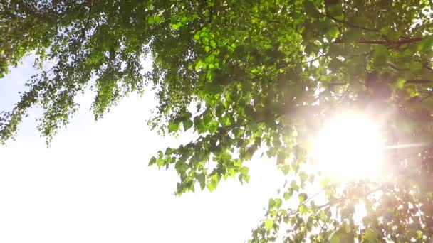 Kronen van bomen met bladeren in zonnige dag - Video