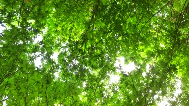 Kronen van bomen met bladeren in zonnige dag - Video
