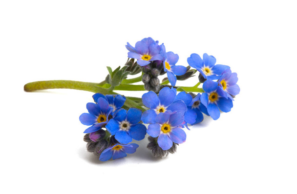Květiny Pomněnka, samostatný  - Fotografie, Obrázek