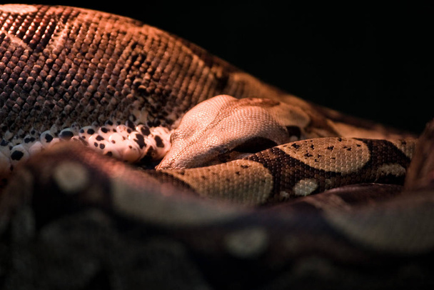 snake reptile, animal world  - Fotoğraf, Görsel