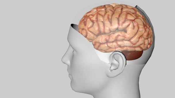 Modelo 3D anatômico do cérebro humano para estudantes de medicina
. - Foto, Imagem