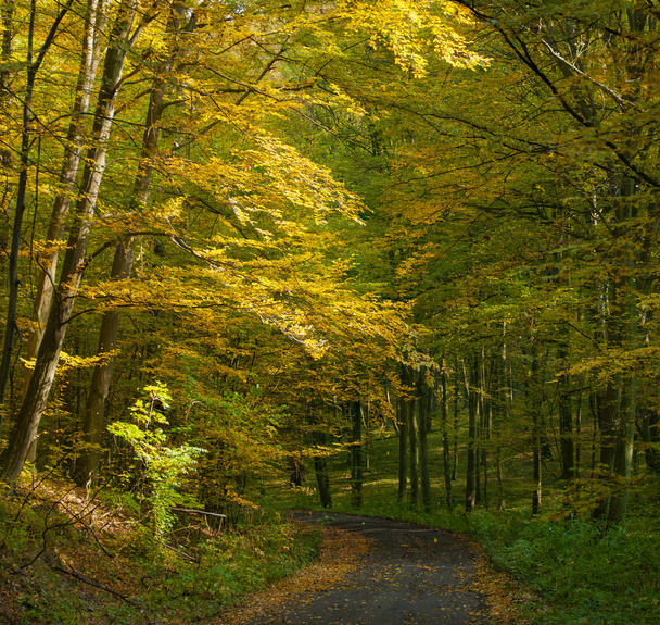 Осенний лес и дорога
 - Фото, изображение