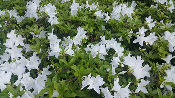 Primer plano de una hermosa flor blanca fresca con hojas verdes
 - Foto, Imagen