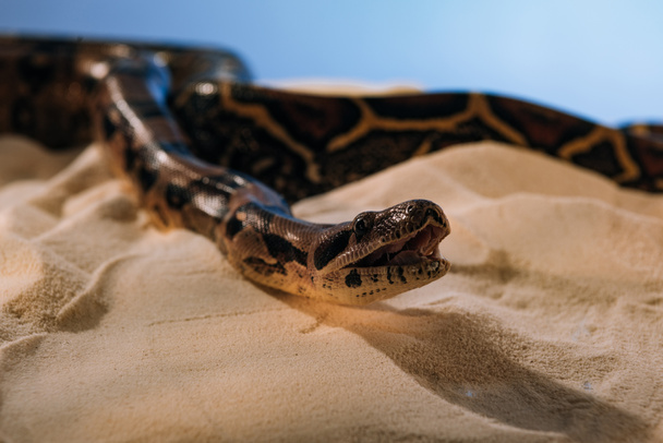 Selective focus of python with shadow on sand on blue background - Foto, afbeelding