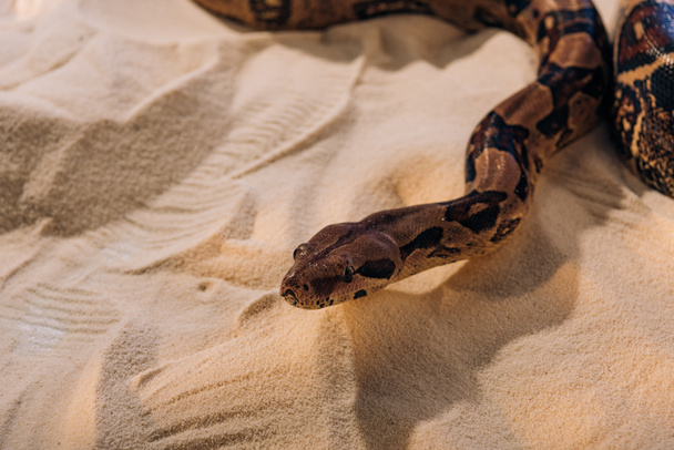 High angle view of python with shadow on textured sand - Foto, afbeelding