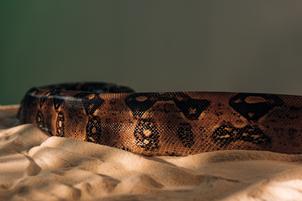 Close up view of pattern on python snakeskin on sand on grey background - Photo, image