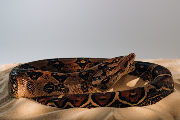 Python with sunlight on textured sand on grey background - Photo, image