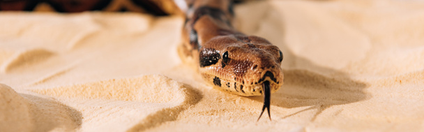 Panoramic shot of snake with sticking out tongue on sand - Фото, изображение