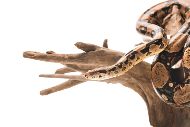 Selective focus of python on wooden snag isolated on white - Φωτογραφία, εικόνα