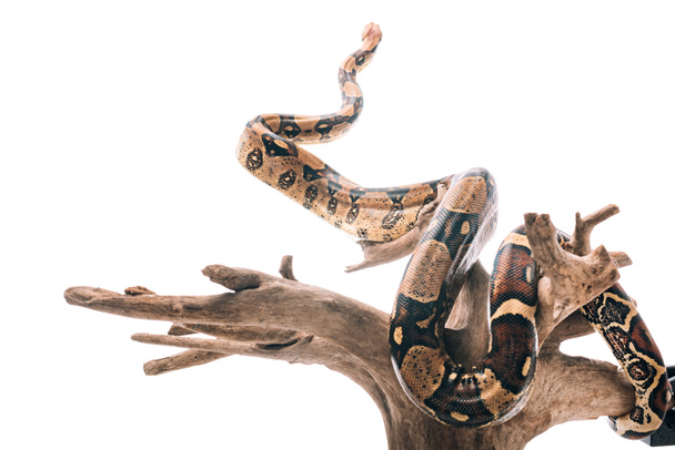 Selective focus of python snake on wooden log isolated on white - 写真・画像