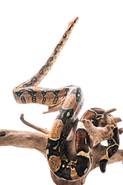Python twisted around wooden snag isolated on white - Fotografie, Obrázek