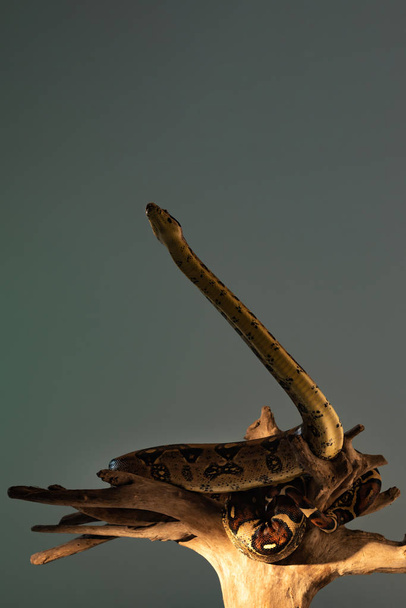 Python a fa shang a napfény elszigetelt szürke - Fotó, kép