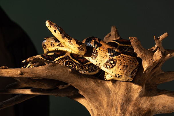 Python a napsütésben fa gubanc szürke háttér - Fotó, kép