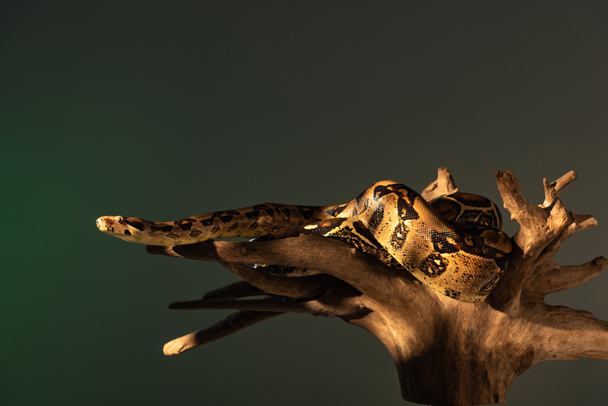 Luz solar em python e madeira log isolado em cinza
 - Foto, Imagem