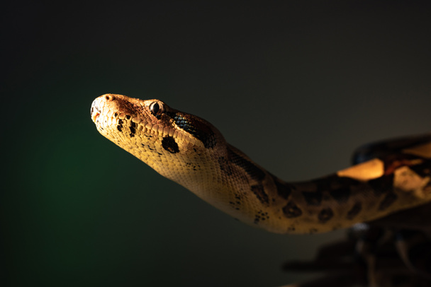 Selective focus of python in sunlight isolated on grey - Foto, Imagem