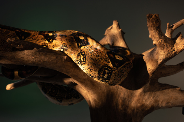 Close up view of python in sunlight on wooden log isolated on grey - Фото, изображение