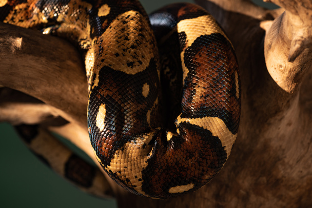 Selective focus of python snakeskin with sunlight on wooden snag isolated on grey - Photo, Image