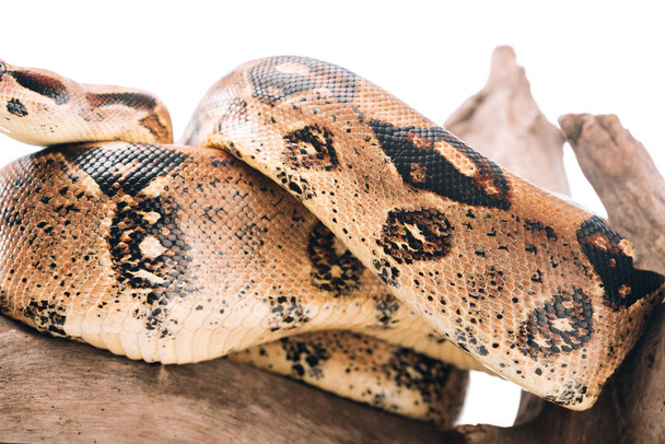 Selective focus of pattern on python snakeskin on snag isolated on white - Фото, зображення