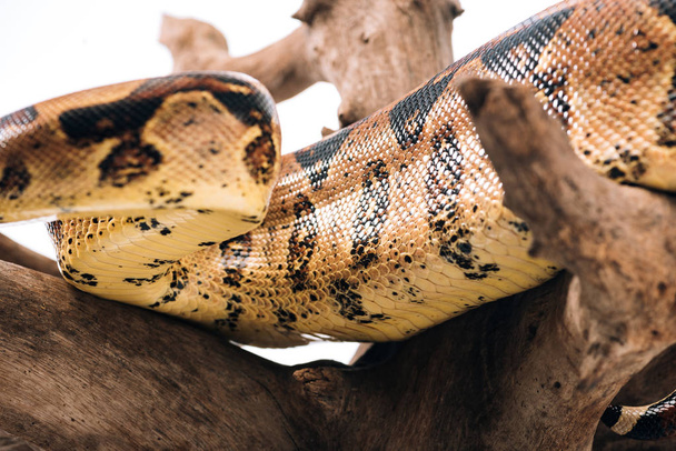 Selective focus of pattern on python snakeskin on wooden log isolated on white - Foto, Imagem