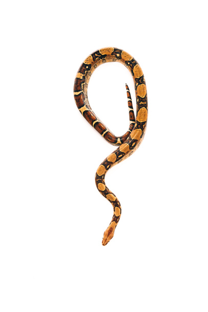 Vue de dessus du serpent python tordu isolé sur blanc
 - Photo, image