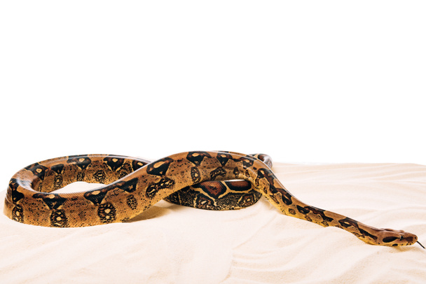 Python on sand on white background with copy space - Фото, зображення
