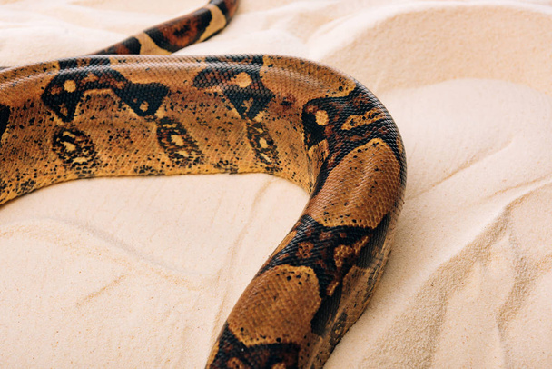 High angle view of python on textured sand  - Fotoğraf, Görsel